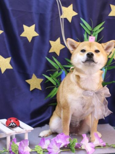 20230725はなちゃん